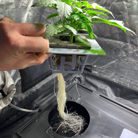 Royal Dwarf growlog timeline photo