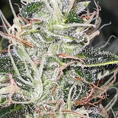 Auto Citrus Skunk growlog timeline photo