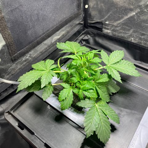 Royal Dwarf growlog timeline photo