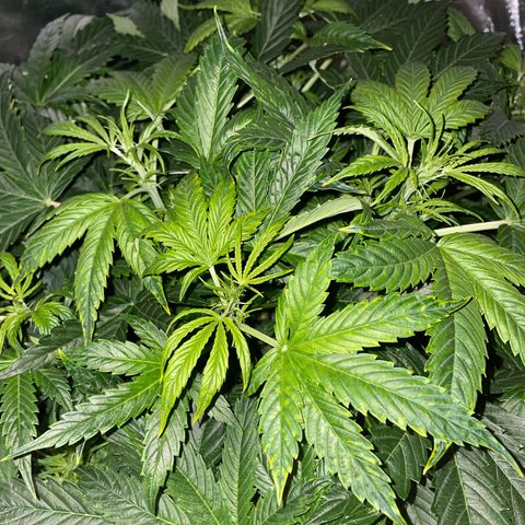 Royal Dwarf growlog timeline photo
