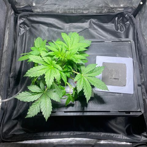 Royal Dwarf growlog timeline photo