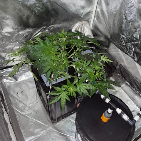 Royal Dwarf growlog timeline photo