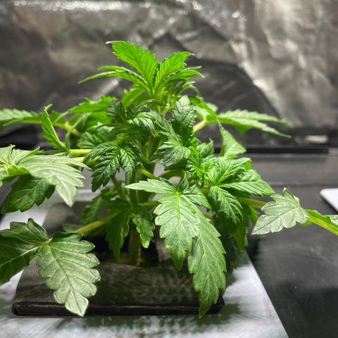 Royal Dwarf growlog timeline photo