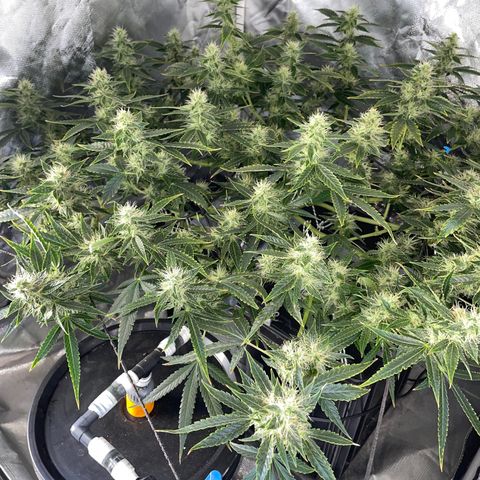 Auto Citrus Skunk growlog timeline photo