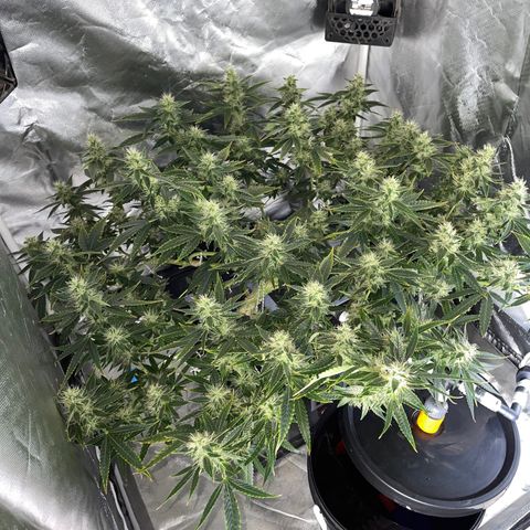 Auto Citrus Skunk growlog timeline photo
