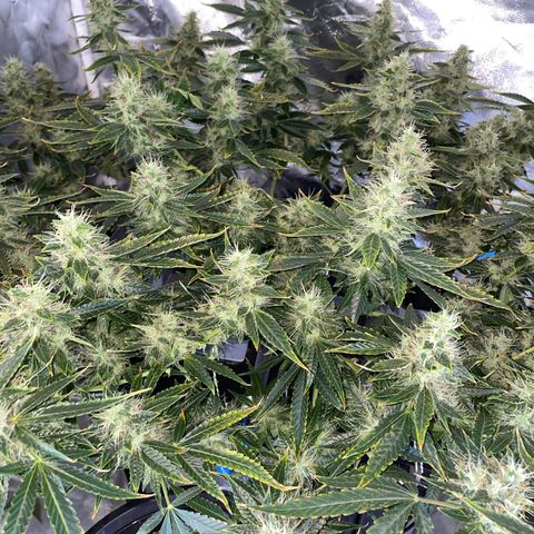 Auto Citrus Skunk growlog timeline photo