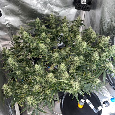 Auto Citrus Skunk growlog timeline photo