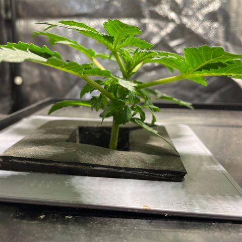 Royal Dwarf growlog timeline photo