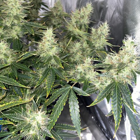 Auto Citrus Skunk growlog timeline photo