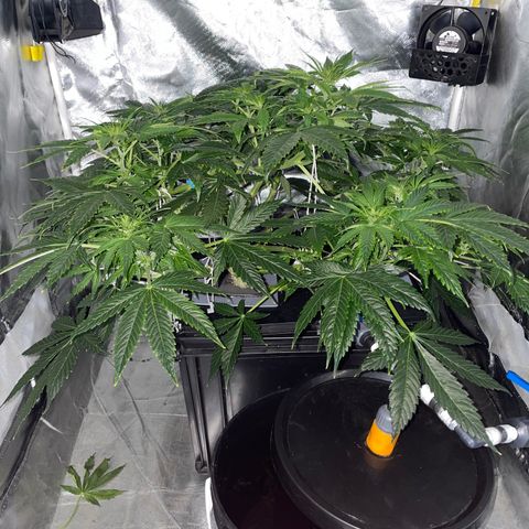 Royal Dwarf growlog timeline photo