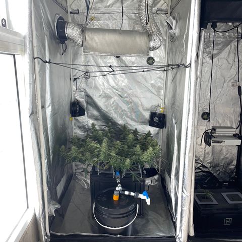 Auto Citrus Skunk growlog timeline photo