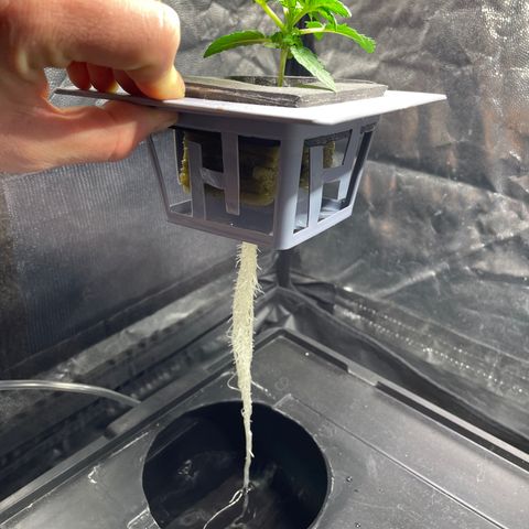 Royal Dwarf growlog timeline photo