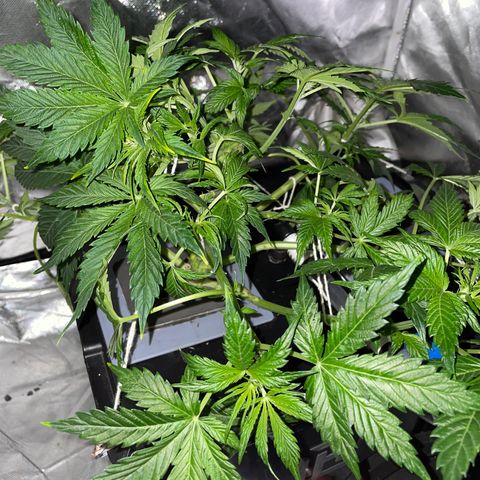 Royal Dwarf growlog timeline photo
