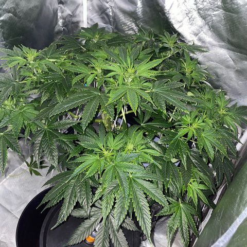 Royal Dwarf growlog timeline photo