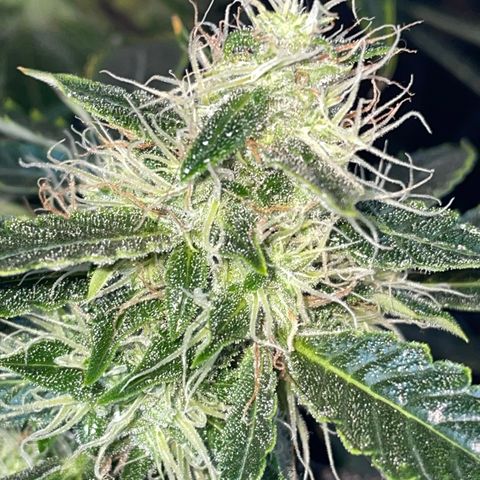 Auto Citrus Skunk growlog timeline photo