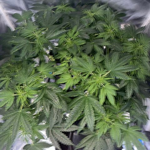 Royal Dwarf growlog timeline photo