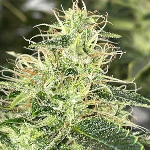 Auto Citrus Skunk growlog timeline photo