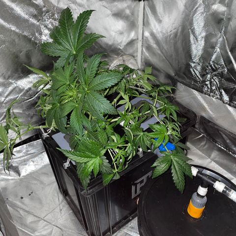 Royal Dwarf growlog timeline photo