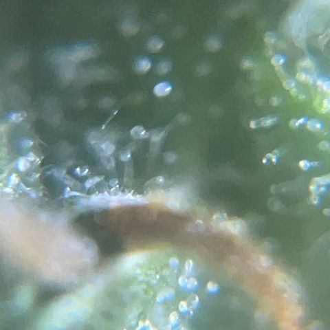 Auto Citrus Skunk growlog timeline photo