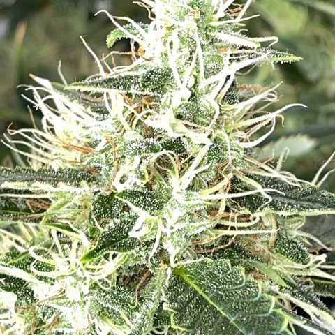 Auto Citrus Skunk growlog timeline photo