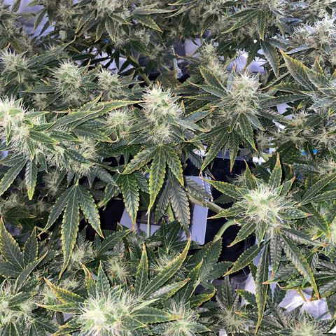 Auto Citrus Skunk growlog timeline photo