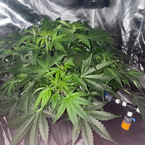Royal Dwarf growlog timeline photo