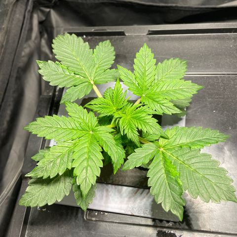 Royal Dwarf growlog timeline photo