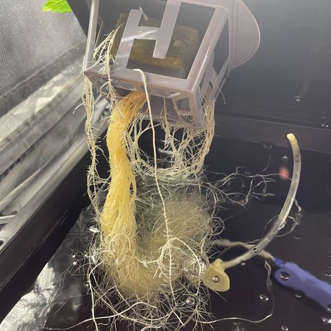 Royal Dwarf growlog timeline photo
