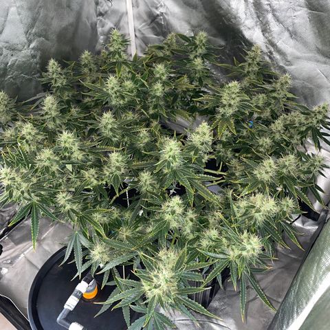 Auto Citrus Skunk growlog timeline photo