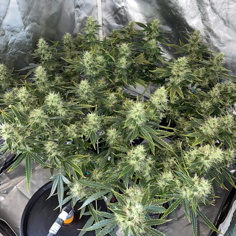Auto Citrus Skunk growlog timeline photo
