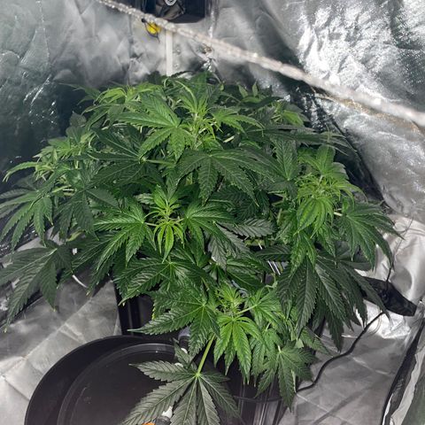 Royal Dwarf growlog timeline photo