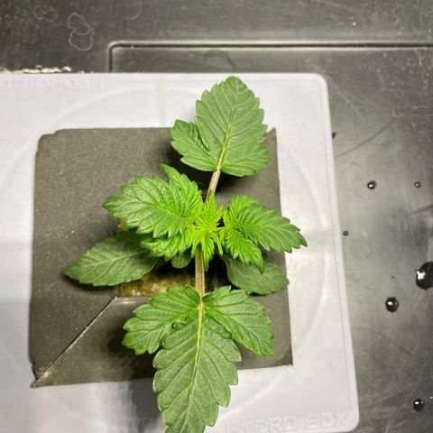 Royal Dwarf growlog timeline photo