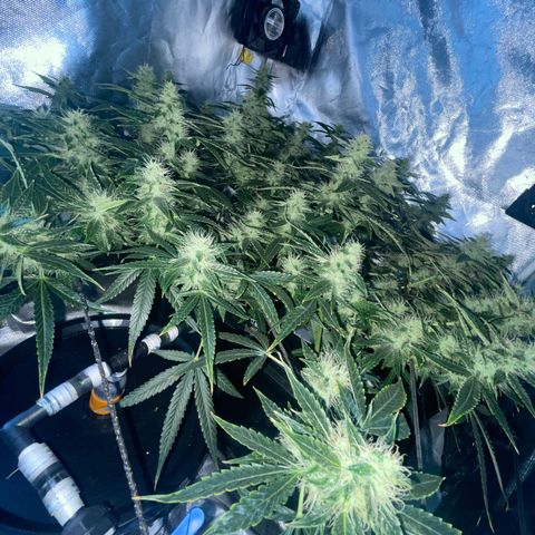 Auto Citrus Skunk growlog timeline photo