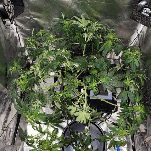 Royal Dwarf growlog timeline photo