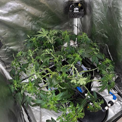 Royal Dwarf growlog timeline photo