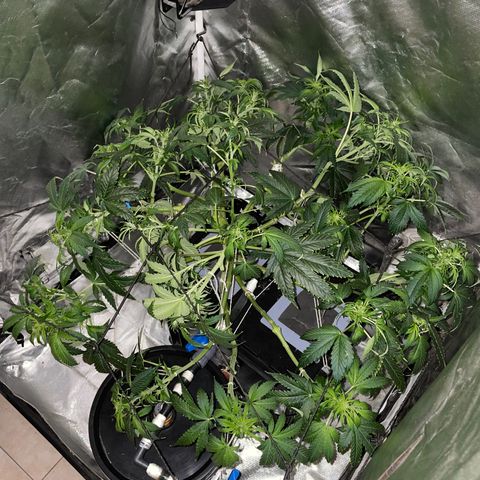 Royal Dwarf growlog timeline photo