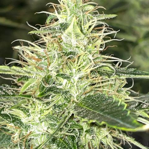 Auto Citrus Skunk growlog timeline photo