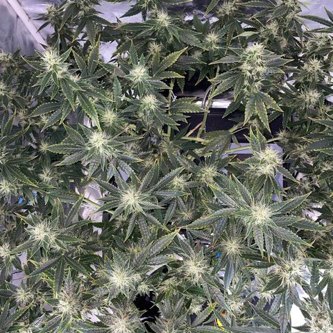 Auto Citrus Skunk growlog timeline photo