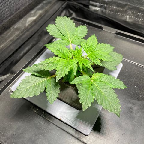 Royal Dwarf growlog timeline photo