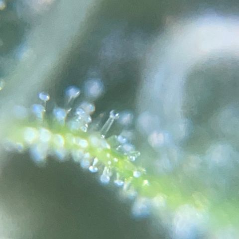Auto Citrus Skunk growlog timeline photo