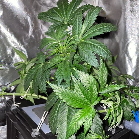 Royal Dwarf growlog timeline photo