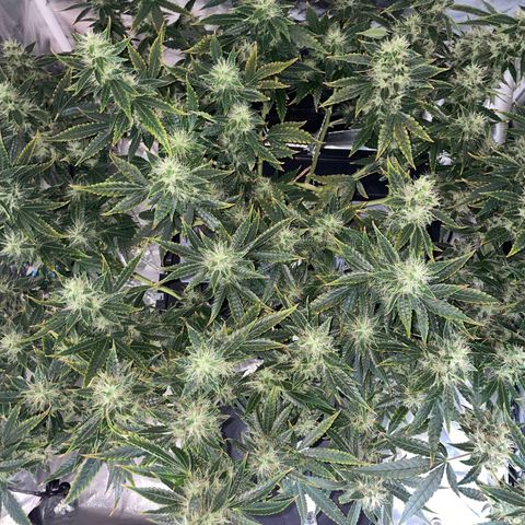 Auto Citrus Skunk growlog timeline photo