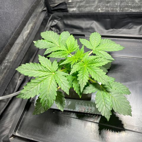 Royal Dwarf growlog timeline photo