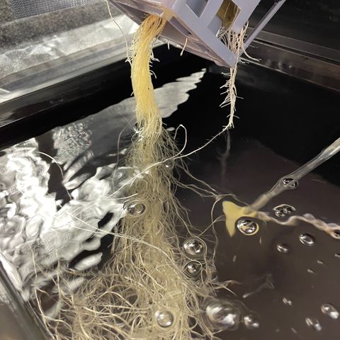 Royal Dwarf growlog timeline photo