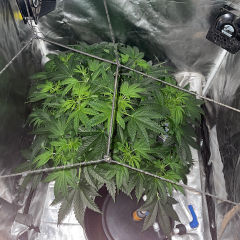 Royal Dwarf growlog timeline photo