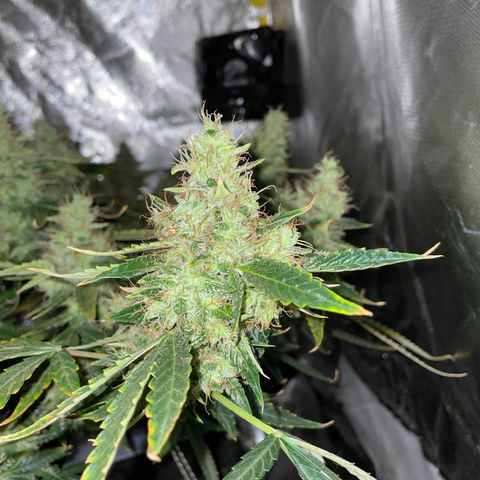 Auto Citrus Skunk growlog timeline photo
