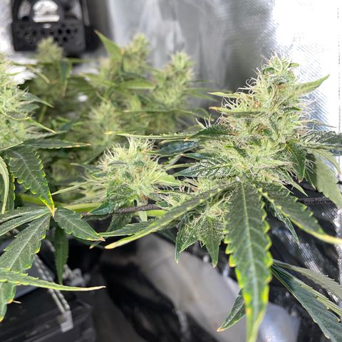 Auto Citrus Skunk growlog timeline photo