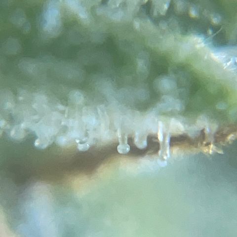 Auto Citrus Skunk growlog timeline photo