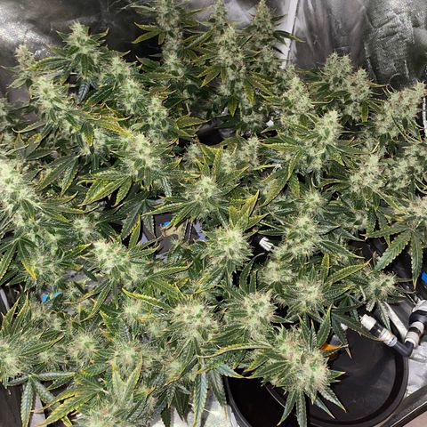 Auto Citrus Skunk growlog timeline photo