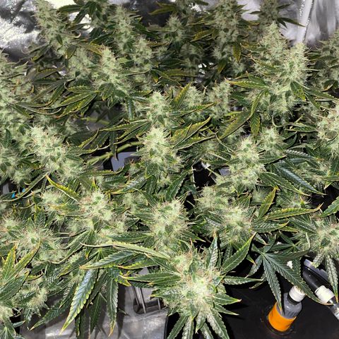 Auto Citrus Skunk growlog timeline photo